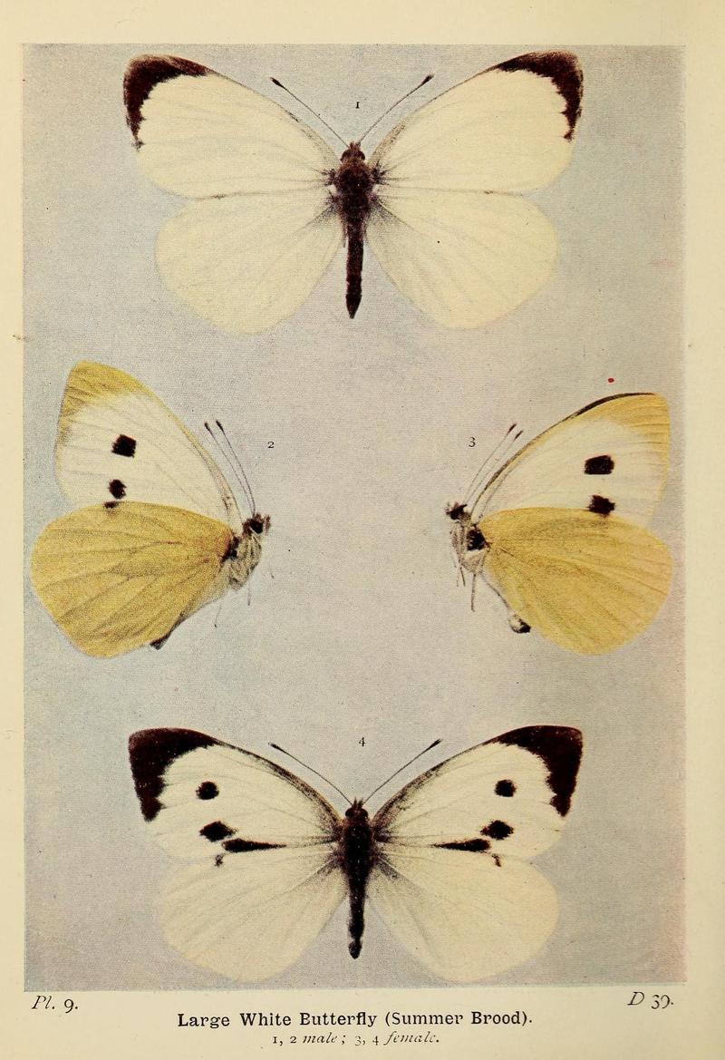 The butterflies of the British Isles (Pl. 9) (6925681349)