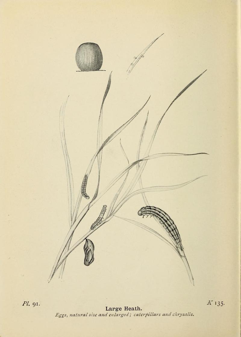 The butterflies of the British Isles (Pl. 91) (6779593110)