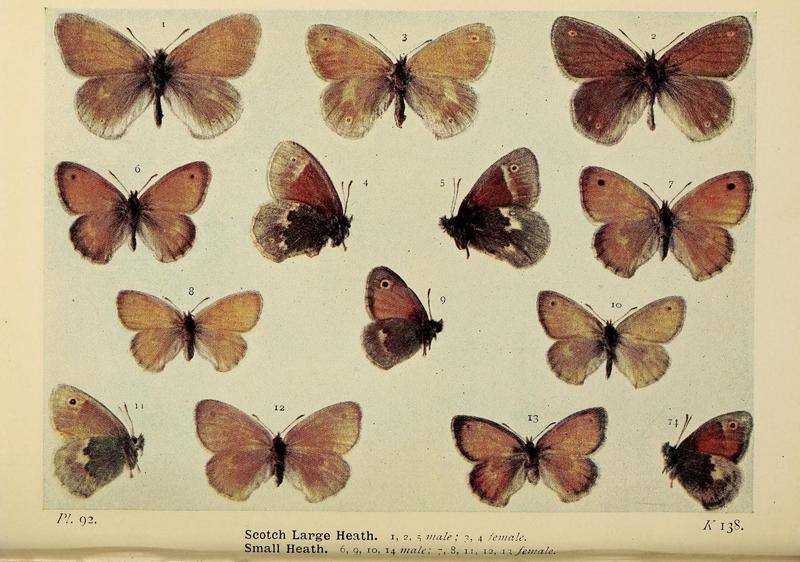 The butterflies of the British Isles (Pl. 92) (6925710031)