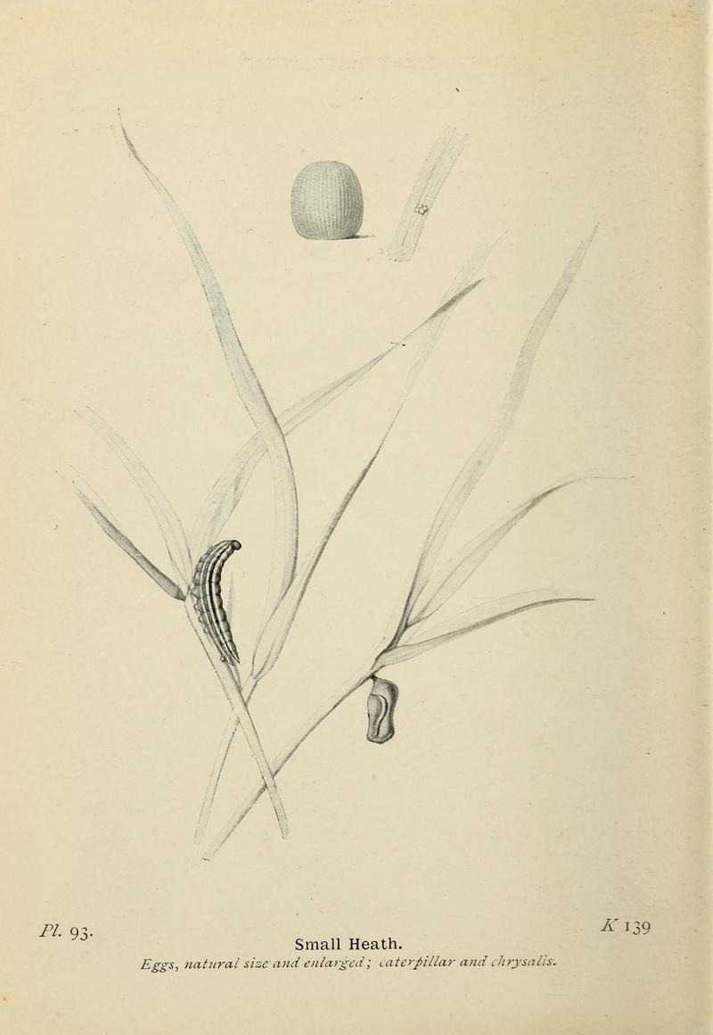 The butterflies of the British Isles (Pl. 93) (6779593838)