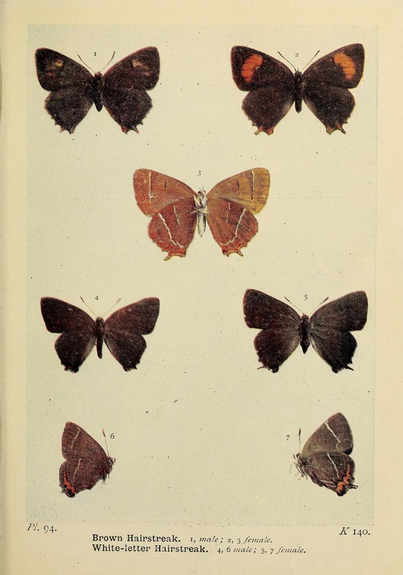 The butterflies of the British Isles (Pl. 94) (6779594160)