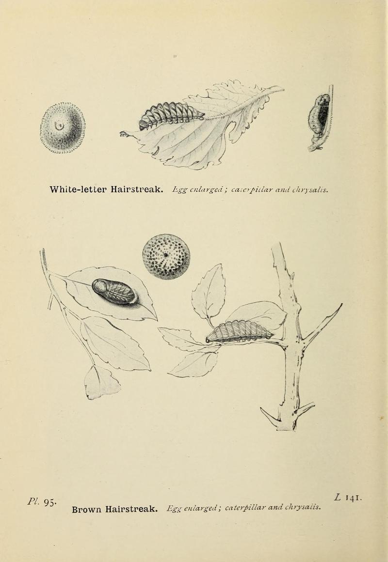 The butterflies of the British Isles (Pl. 95) (6779594462)