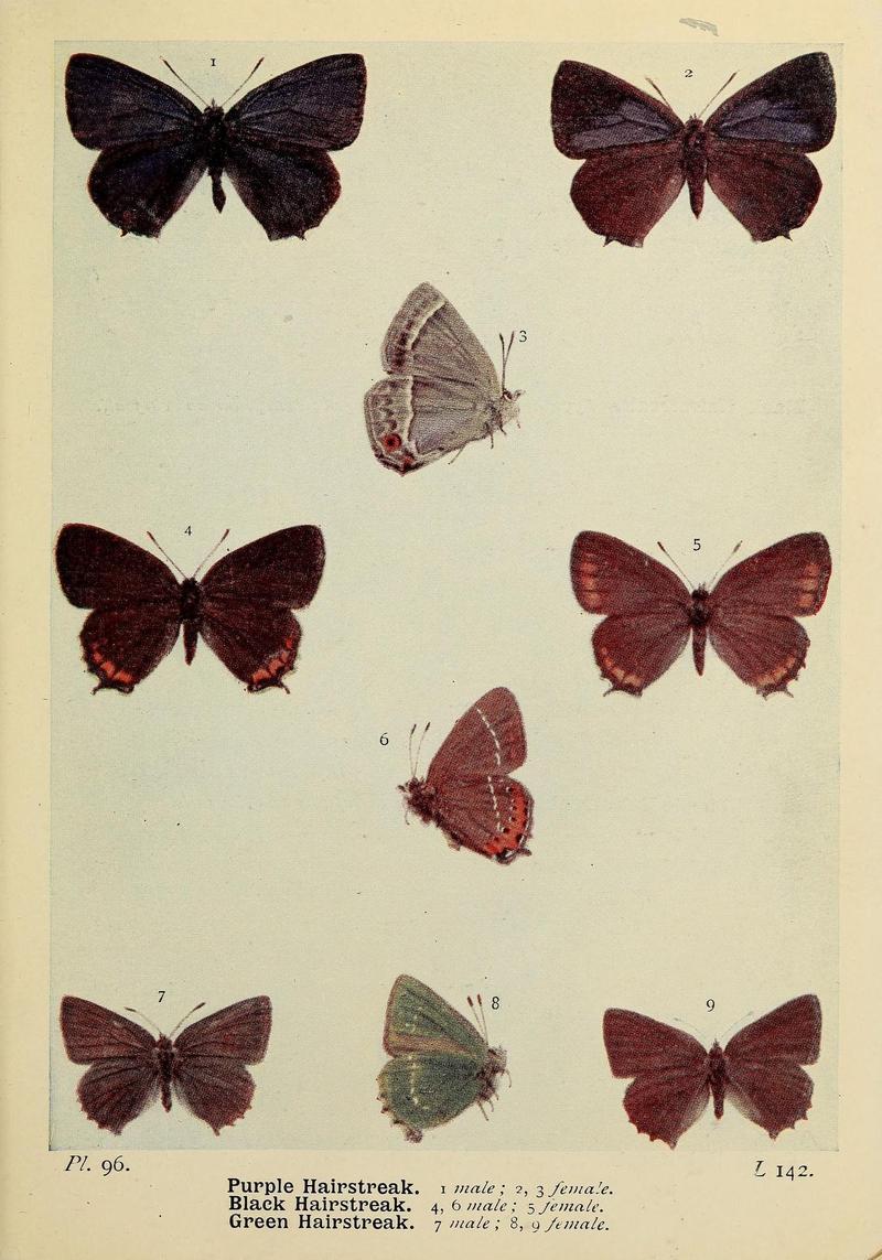 The butterflies of the British Isles (Pl. 96) (6925711391)