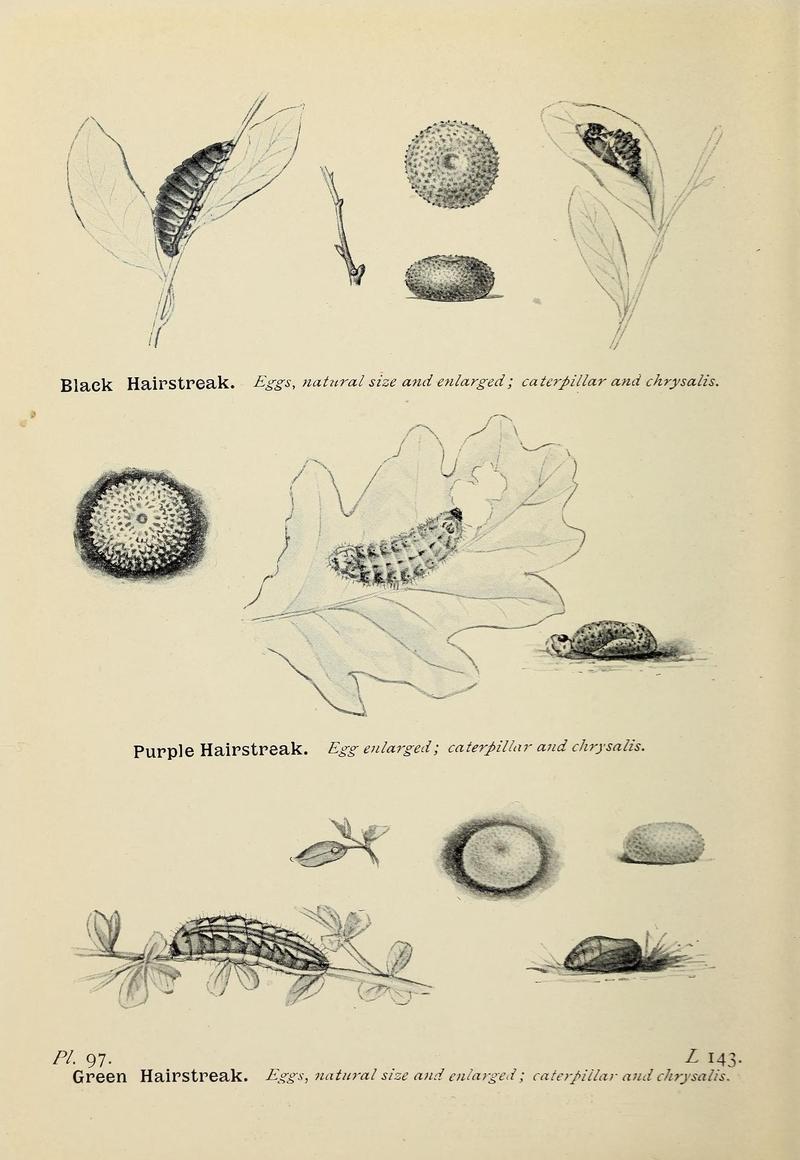 The butterflies of the British Isles (Pl. 97) (6925711639)