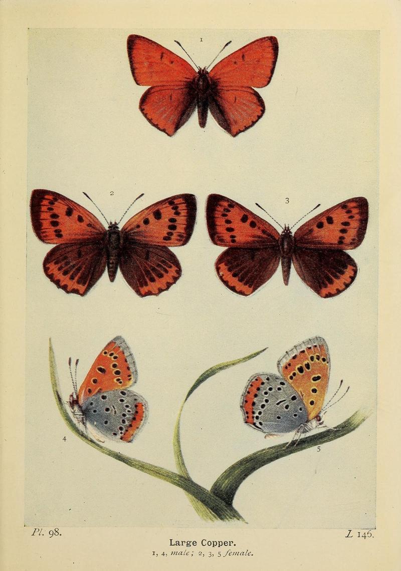 The butterflies of the British Isles (Pl. 98) (6779595582)