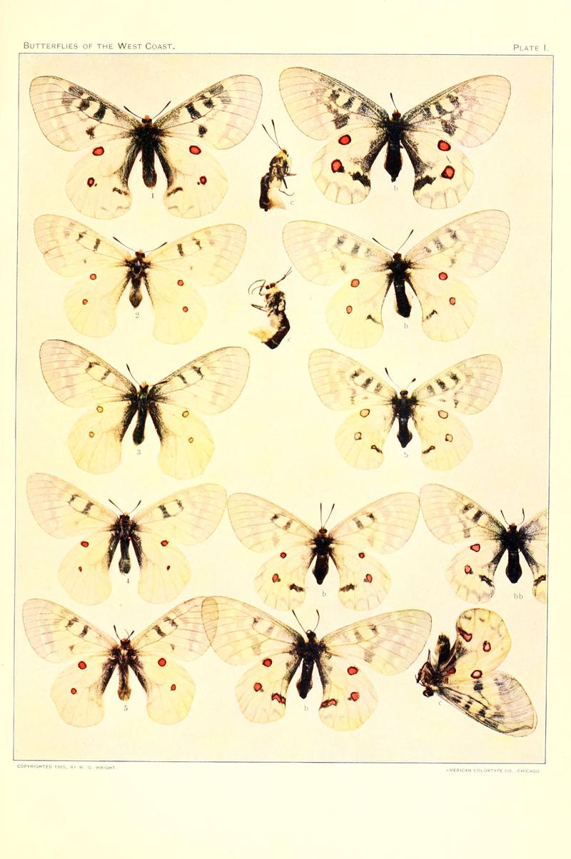 The butterflies of the West Coast of the United States (Plate I) (6234368908)