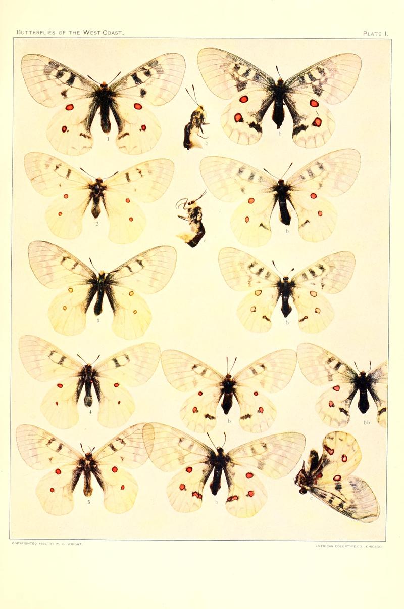The butterflies of the West Coast of the United States (Plate I) BHL9668418