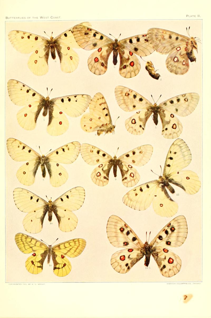 The butterflies of the West Coast of the United States (Plate II) BHL9668424