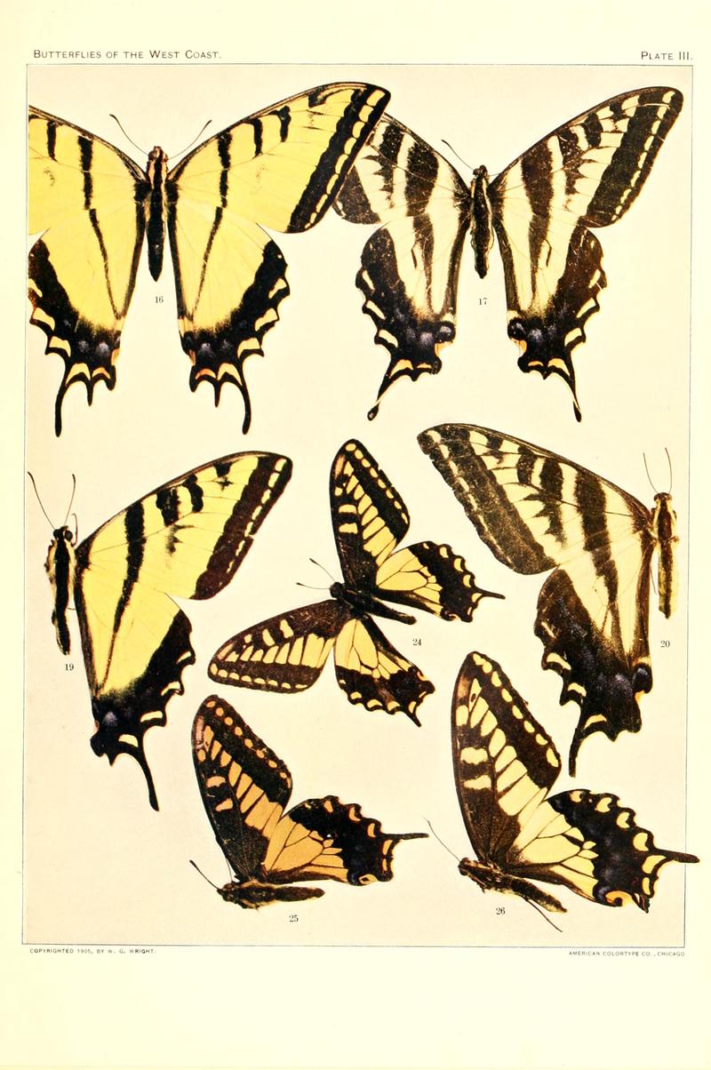 The butterflies of the West Coast of the United States (Plate III) BHL9668432