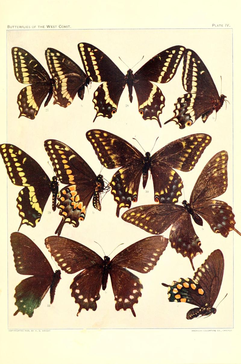 The butterflies of the West Coast of the United States (Plate IV) (6234369718)