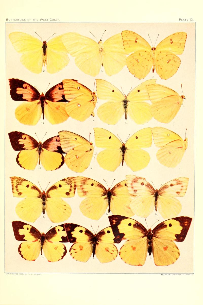 The butterflies of the West Coast of the United States (Plate IX) BHL9668474