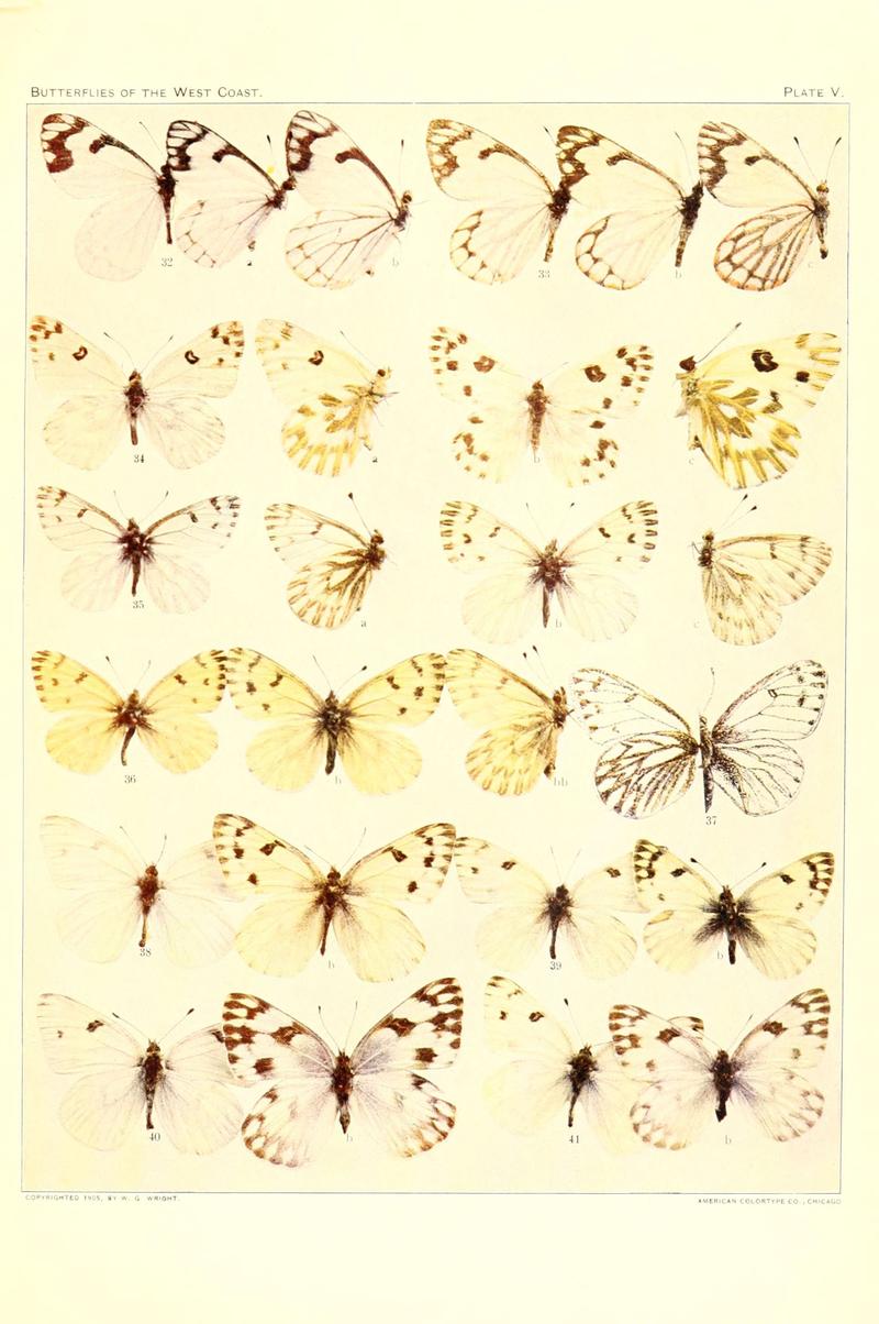 The butterflies of the West Coast of the United States (Plate V) (6234369922)