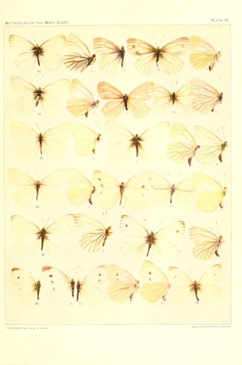The butterflies of the West Coast of the United States (Plate VI) (6234370212)