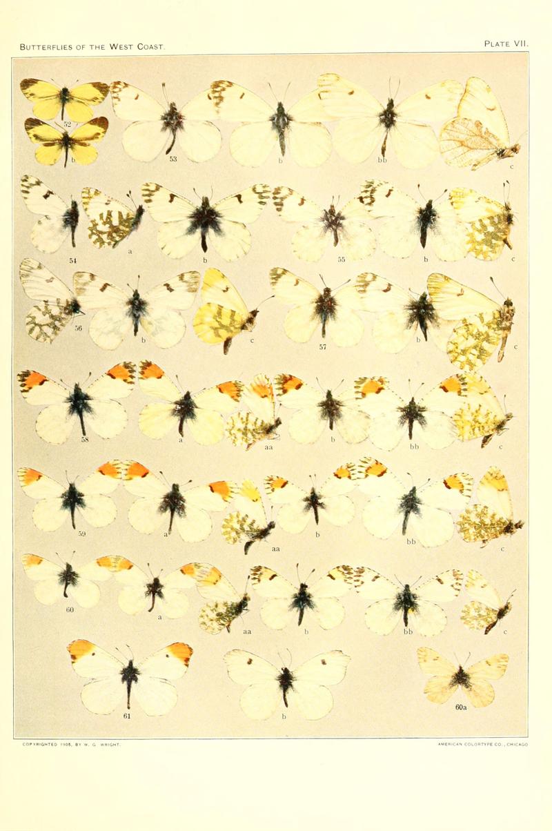 The butterflies of the West Coast of the United States (Plate VII) (6234370442)