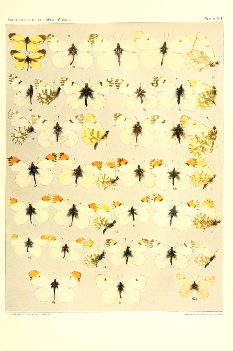 The butterflies of the West Coast of the United States (Plate VII) BHL9668460