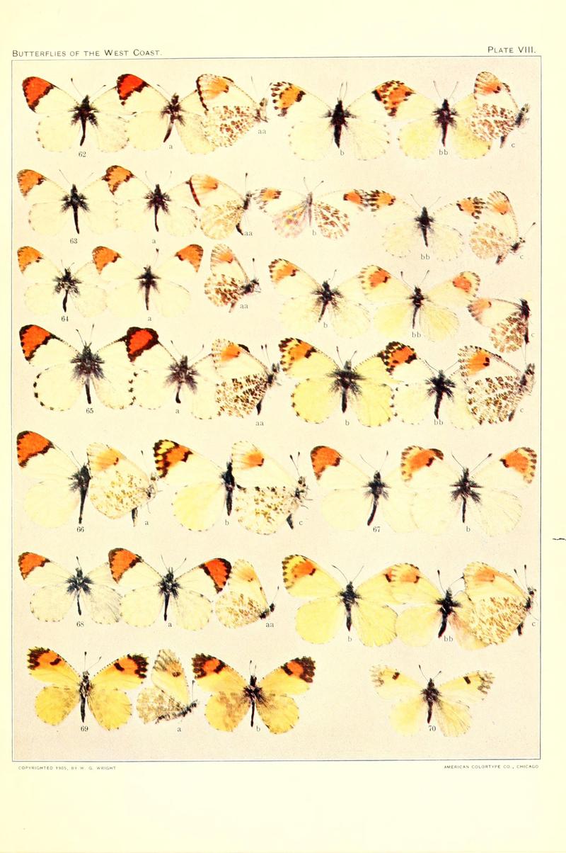 The butterflies of the West Coast of the United States (Plate VIII) (6233845347)