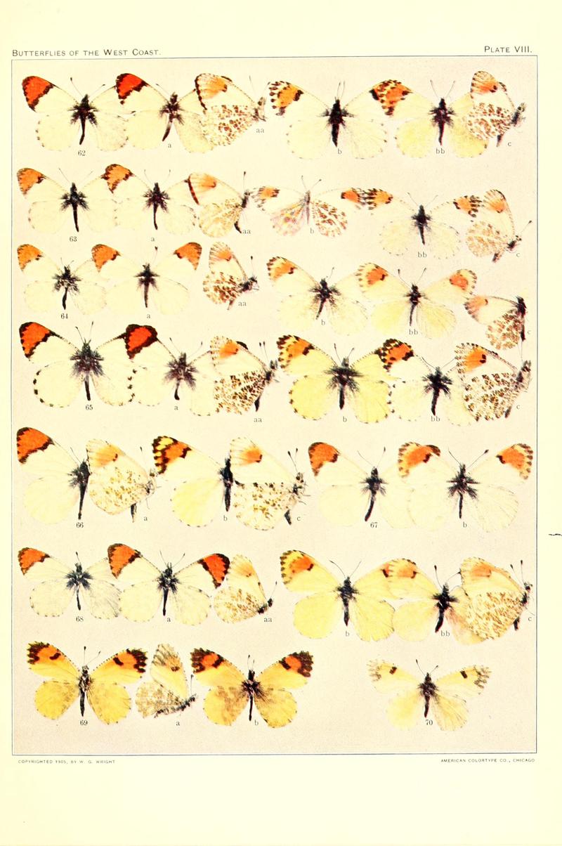 The butterflies of the West Coast of the United States (Plate VIII) BHL9668468