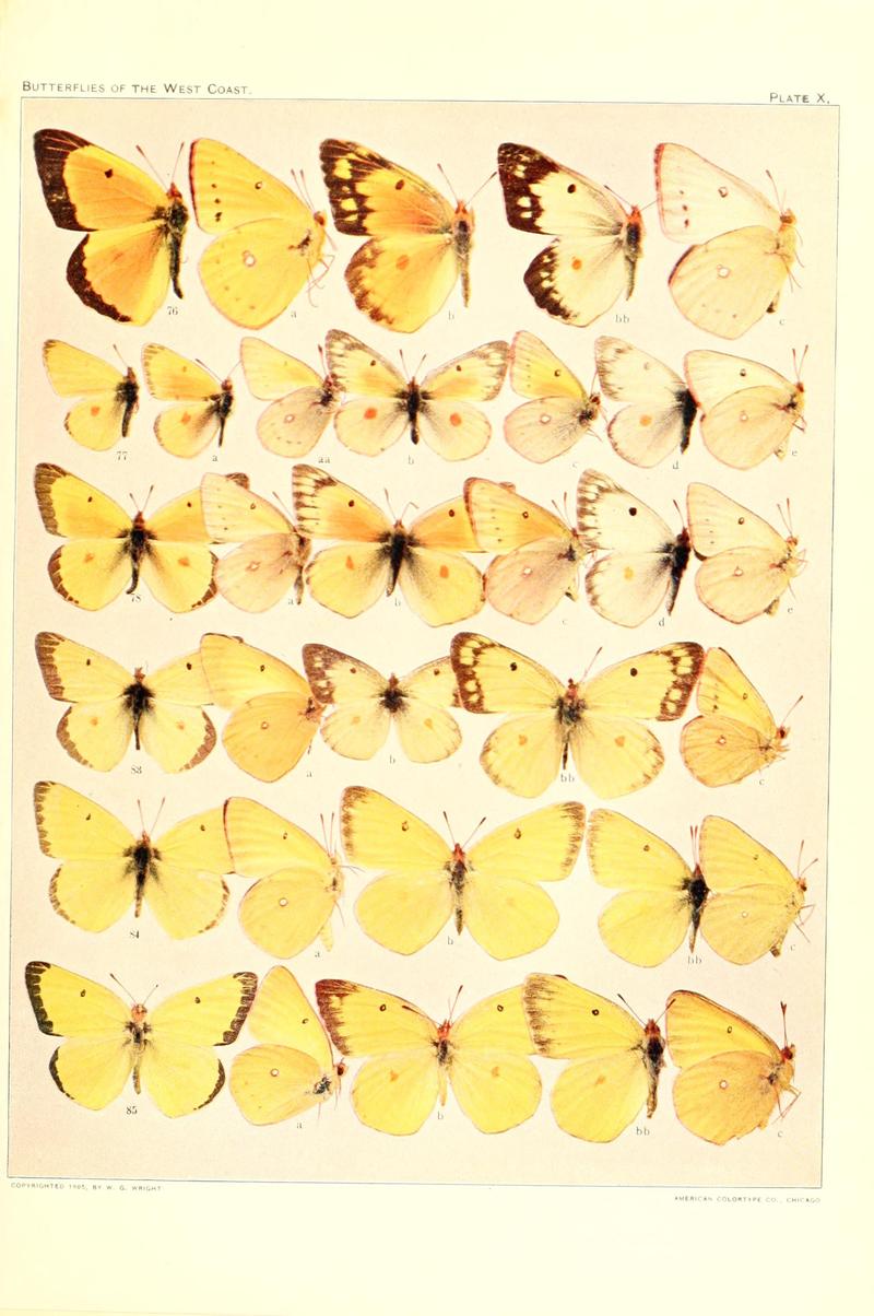 The butterflies of the West Coast of the United States (Plate X) BHL9668480