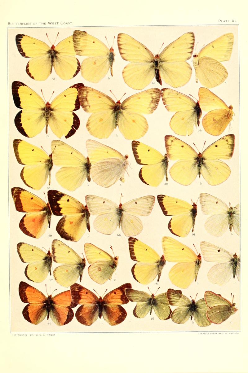 The butterflies of the West Coast of the United States (Plate XI) BHL9668486