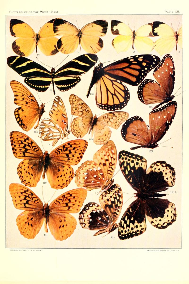 The butterflies of the West Coast of the United States (Plate XII) BHL9668494