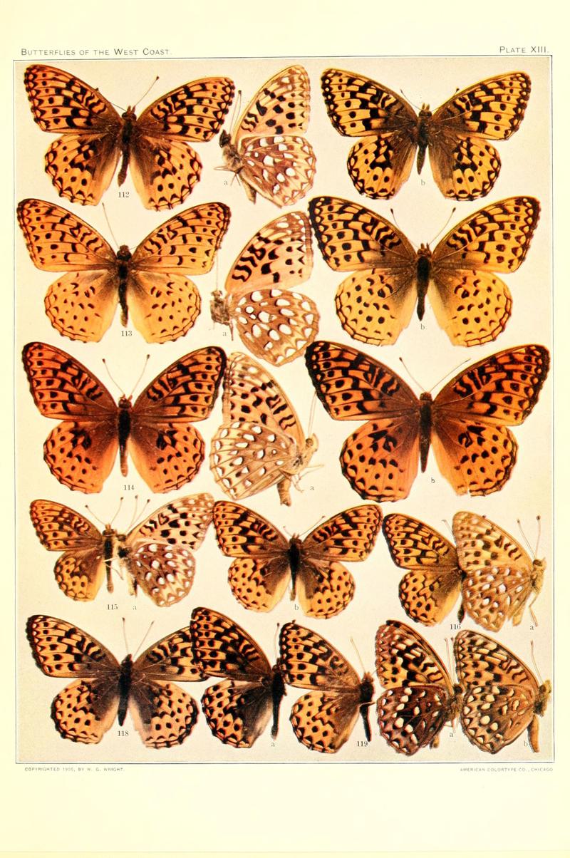 The butterflies of the West Coast of the United States (Plate XIII) (6233846793)