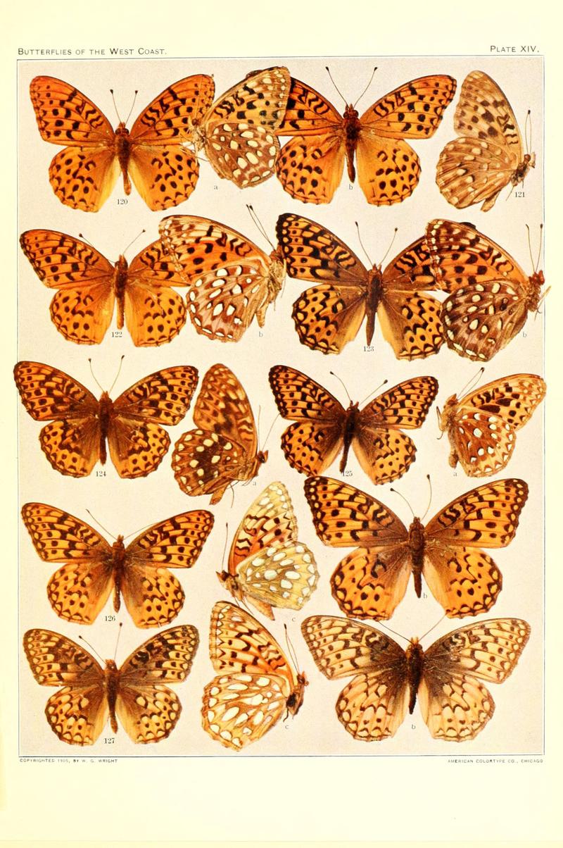 The butterflies of the West Coast of the United States (Plate XIV) (6234372204)