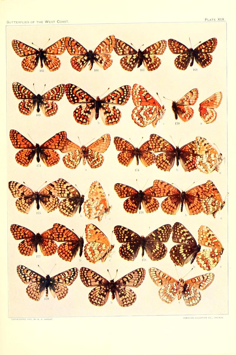 The butterflies of the West Coast of the United States (Plate XIX) BHL9668534