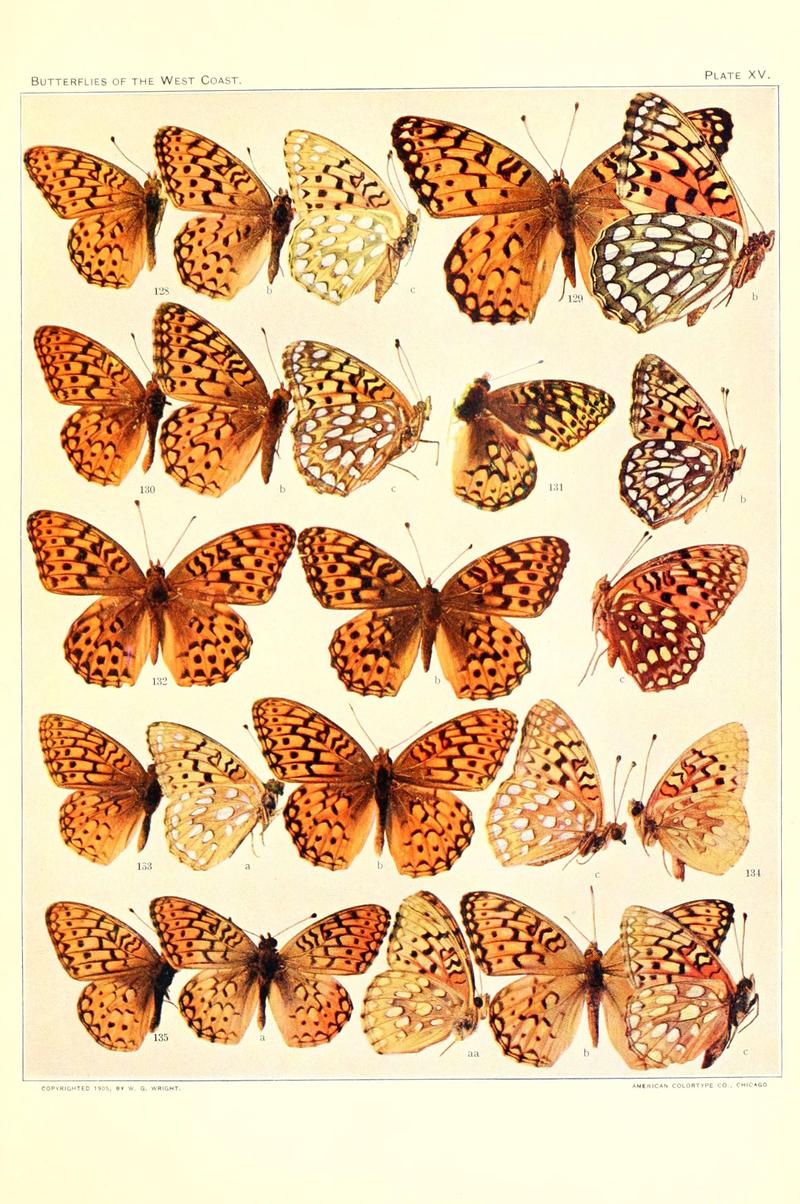 The butterflies of the West Coast of the United States (Plate XV) (6233847271)
