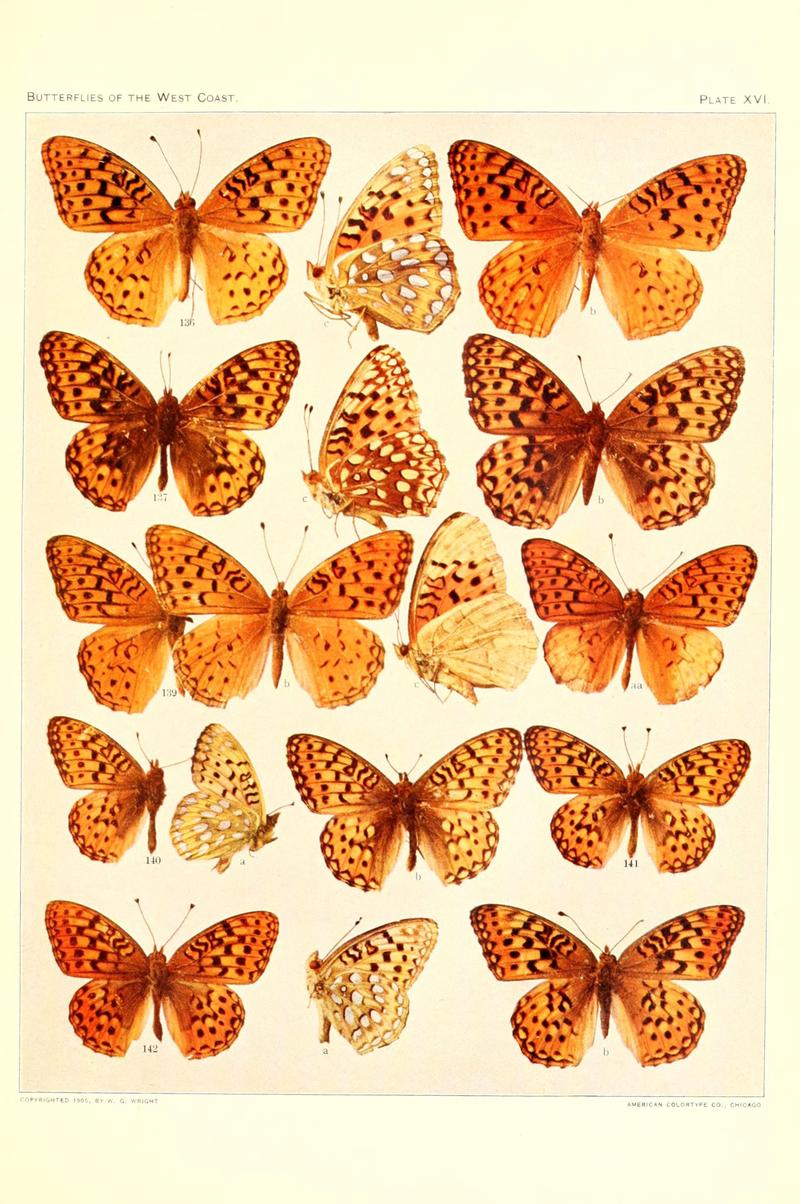 The butterflies of the West Coast of the United States (Plate XVI) (6233847471)