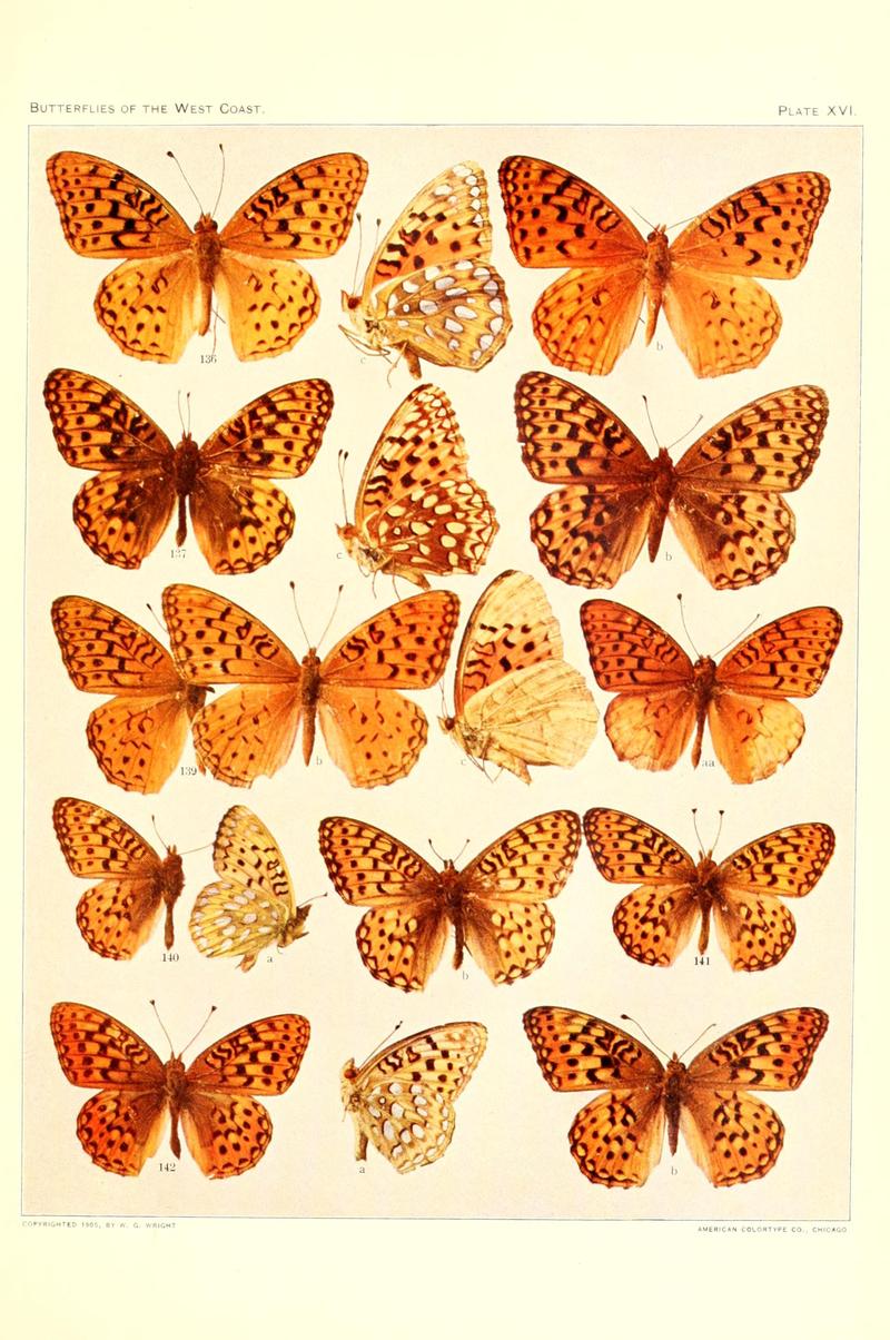 The butterflies of the West Coast of the United States (Plate XVI) BHL9668514