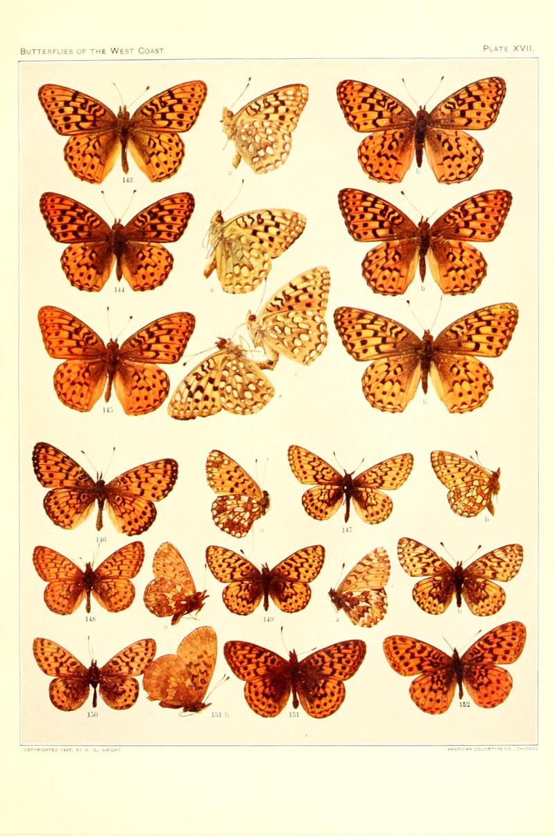 The butterflies of the West Coast of the United States (Plate XVII) BHL9668518