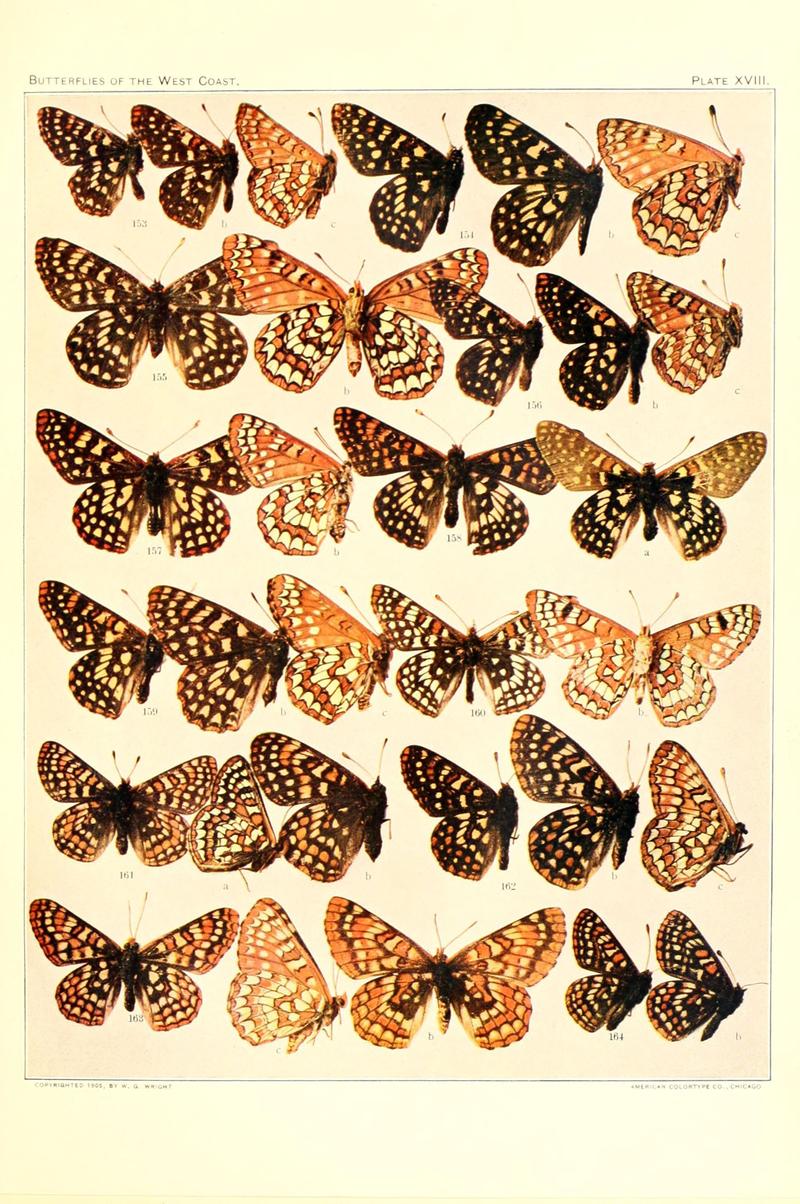 The butterflies of the West Coast of the United States (Plate XVIII) (6233848107)