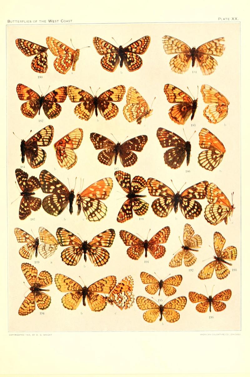 The butterflies of the West Coast of the United States (Plate XX) (6234373956)