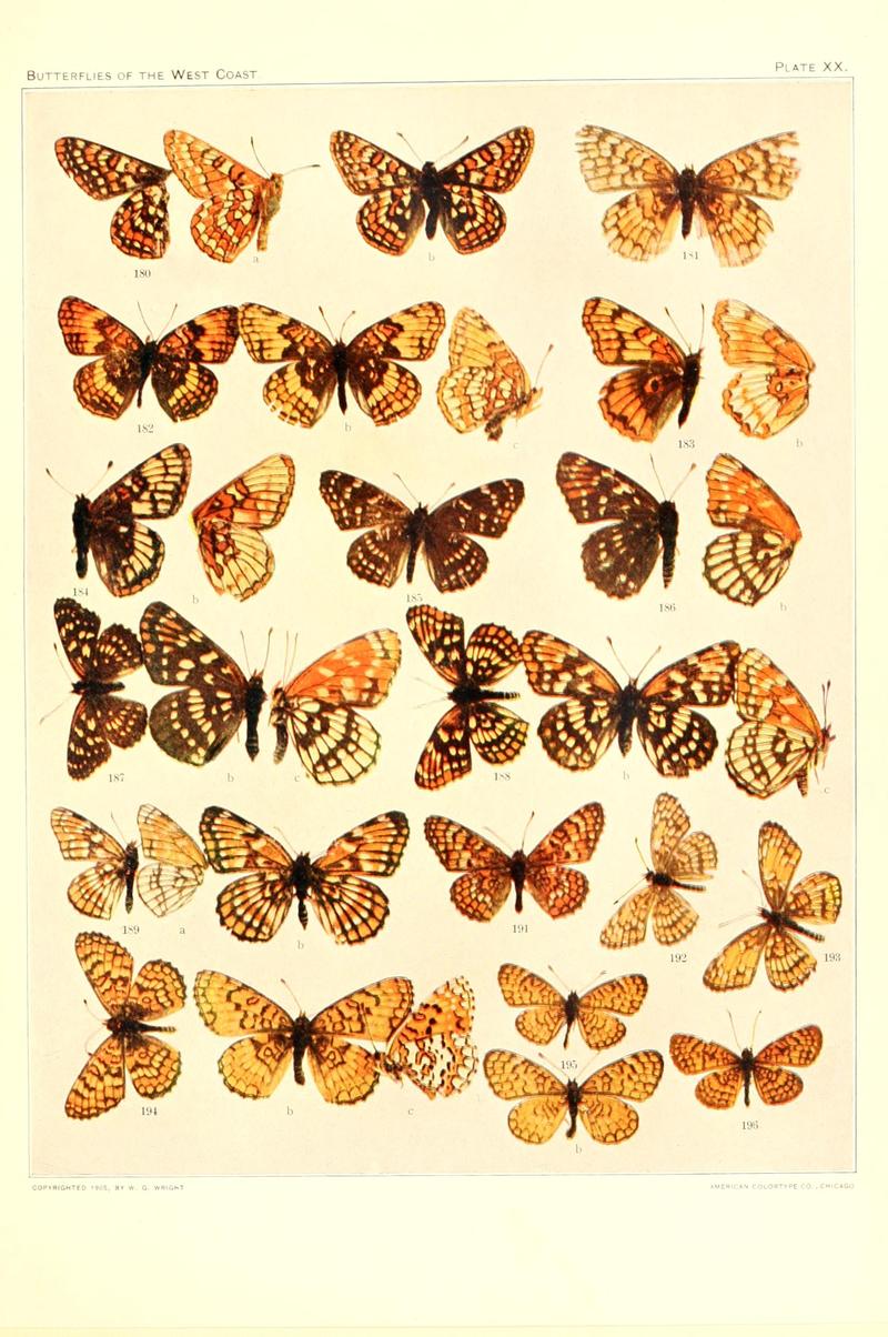 The butterflies of the West Coast of the United States (Plate XX) BHL9668542
