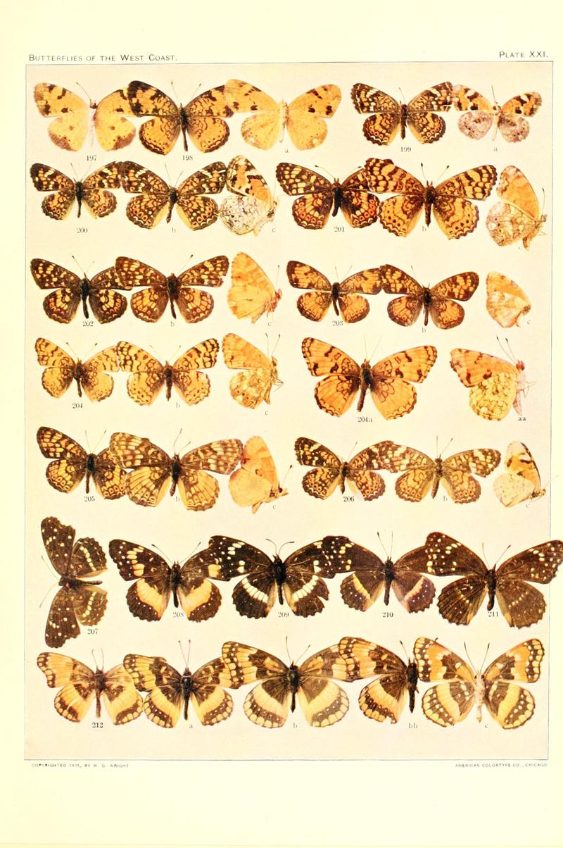 The butterflies of the West Coast of the United States (Plate XXI) BHL9668552
