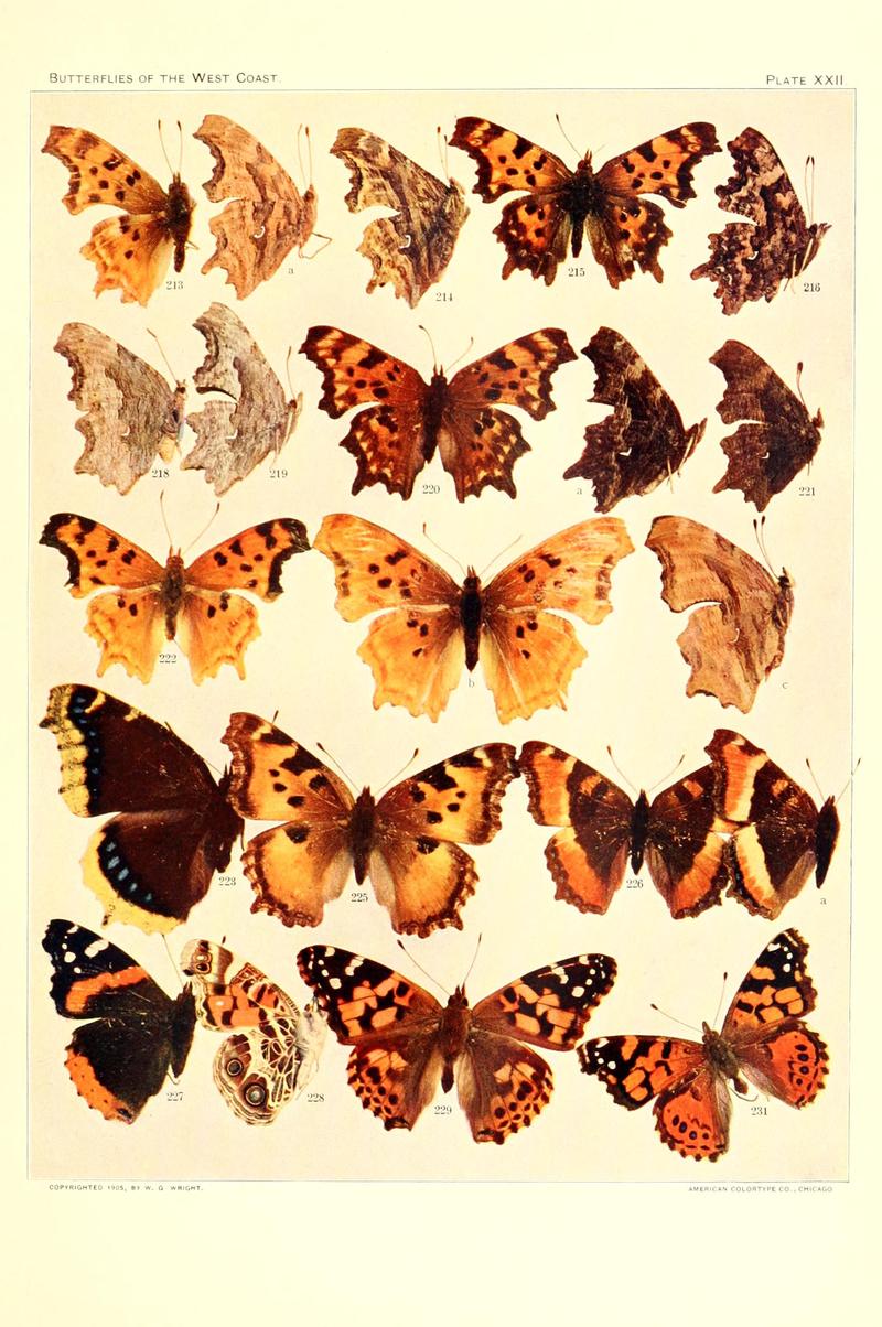 The butterflies of the West Coast of the United States (Plate XXII) BHL9668562