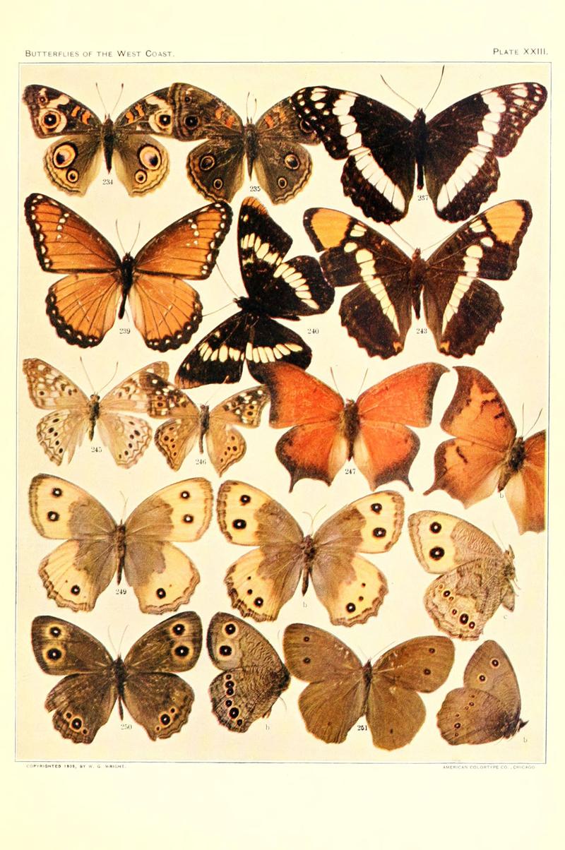 The butterflies of the West Coast of the United States (Plate XXIII) (6234374818)