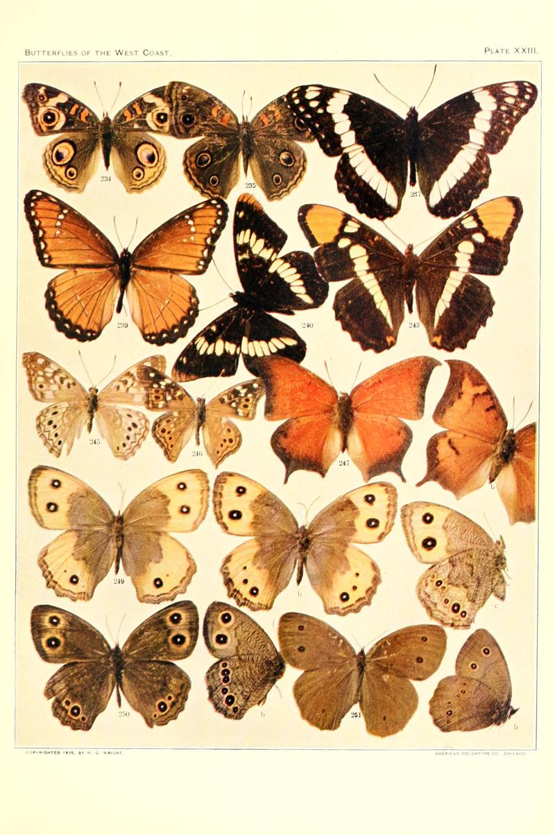 The butterflies of the West Coast of the United States (Plate XXIII) BHL9668572