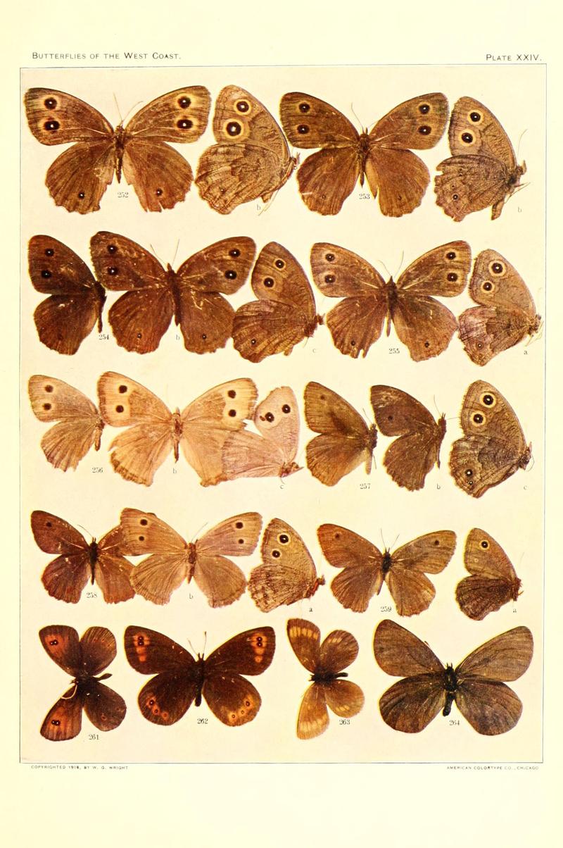 The butterflies of the West Coast of the United States (Plate XXIV) (6234375068)