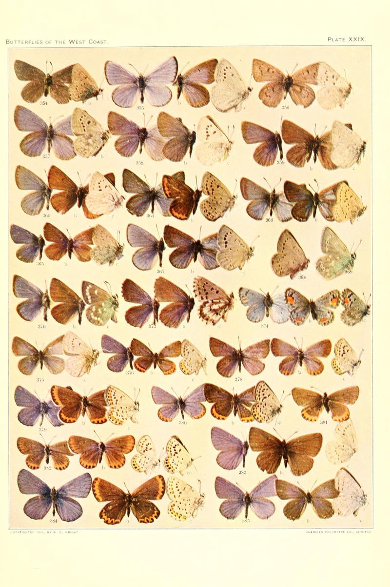 The butterflies of the West Coast of the United States (Plate XXIX) (6233851003)