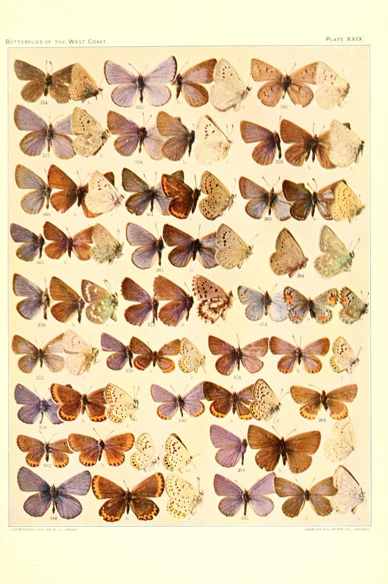 The butterflies of the West Coast of the United States (Plate XXIX) BHL9668626