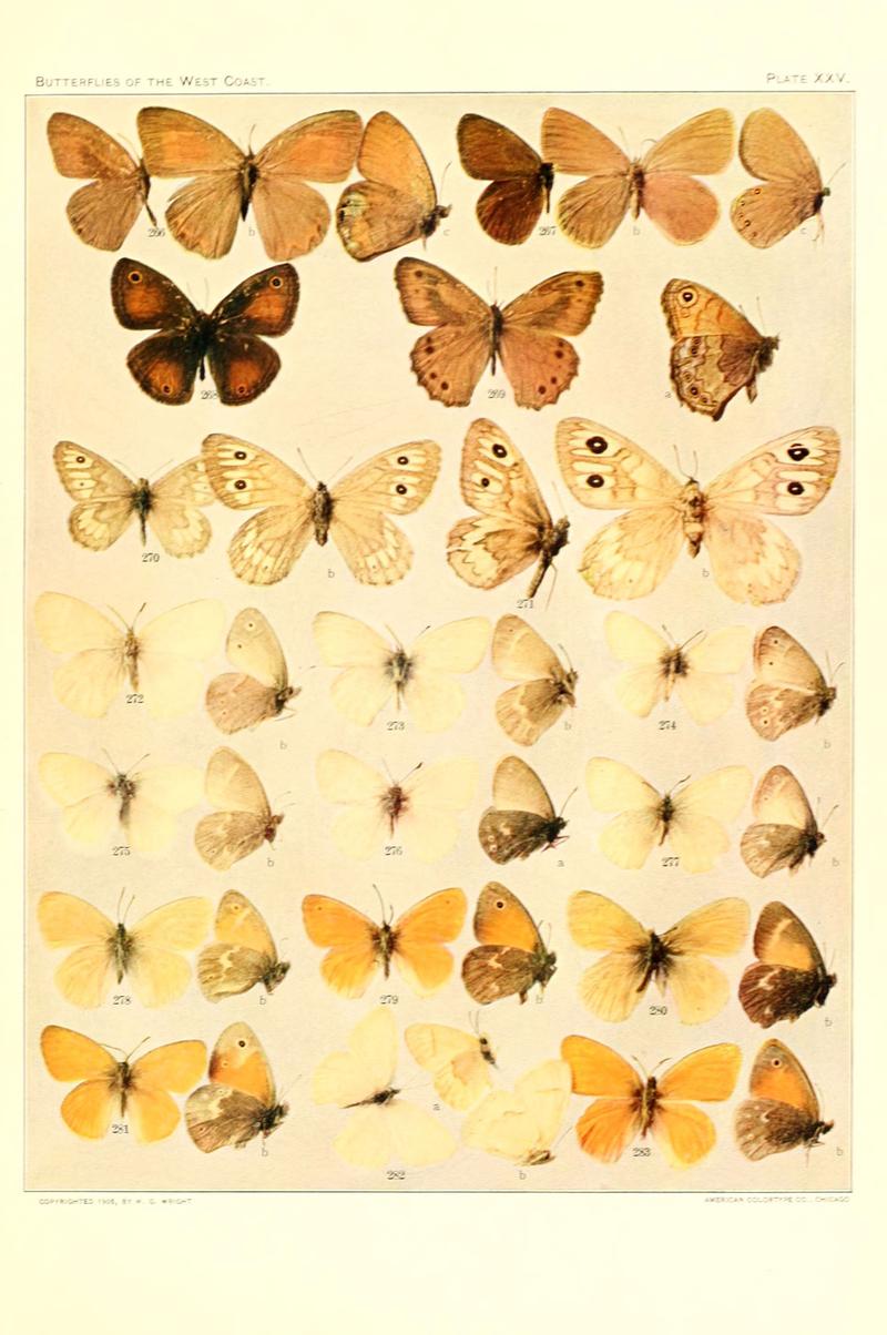 The butterflies of the West Coast of the United States (Plate XXV) (6233850179)