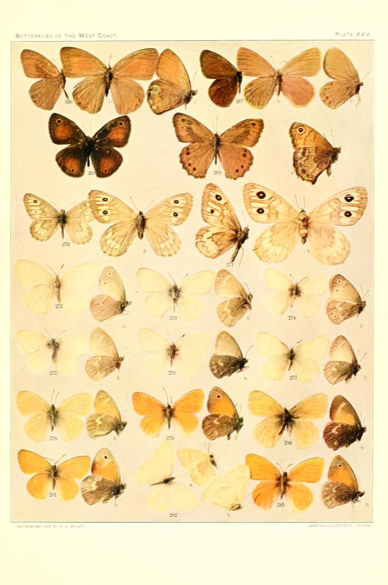 The butterflies of the West Coast of the United States (Plate XXV) BHL9668586