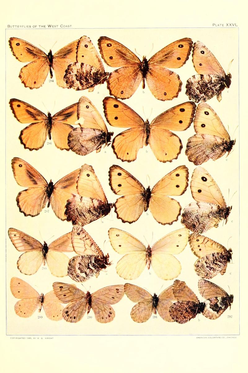 The butterflies of the West Coast of the United States (Plate XXVI) (6234375506)