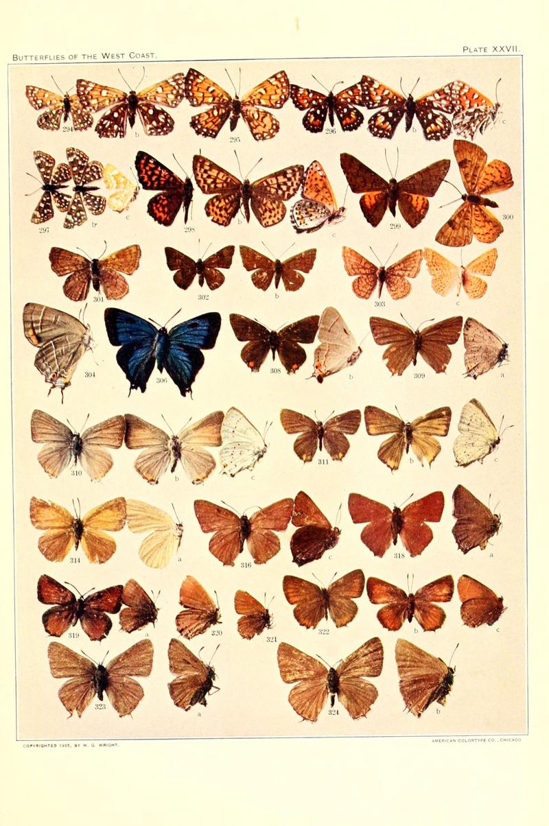 The butterflies of the West Coast of the United States (Plate XXVII) (6233850561)