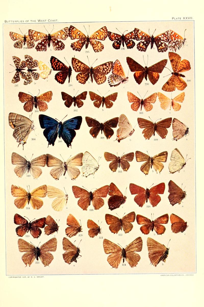 The butterflies of the West Coast of the United States (Plate XXVII) BHL9668602