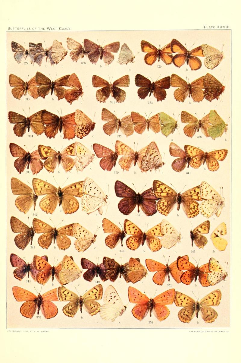 The butterflies of the West Coast of the United States (Plate XXVIII) BHL9668612