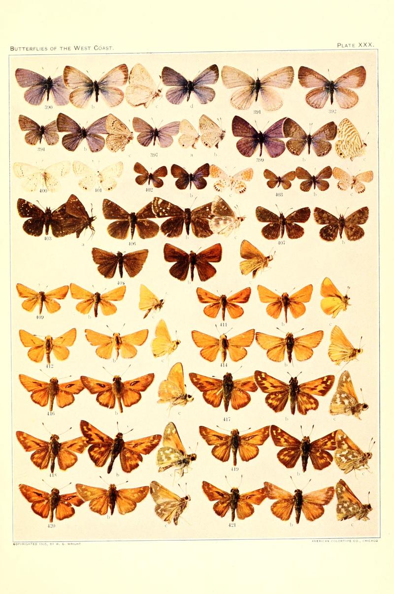 The butterflies of the West Coast of the United States (Plate XXX) BHL9668640