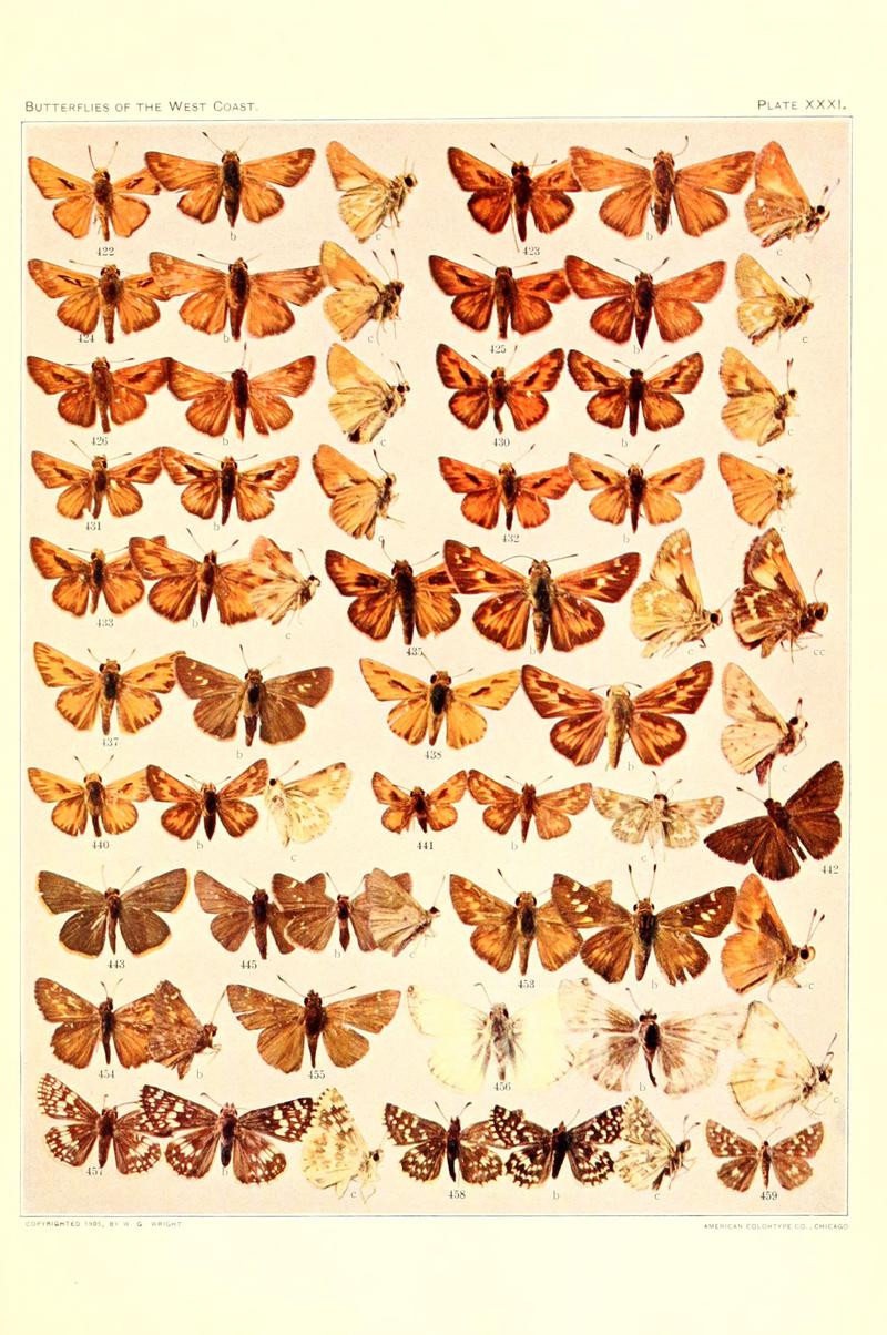 The butterflies of the West Coast of the United States (Plate XXXI) (6233851465)