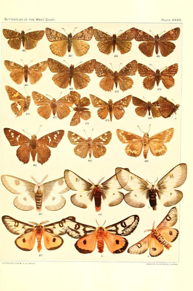 The butterflies of the West Coast of the United States (Plate XXXII) BHL9668660